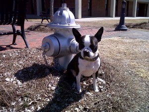 Bogart and the fire plug