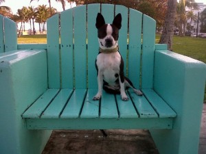 Bogart in a chair 3-24-10