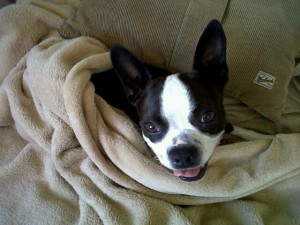 Bogart in blanket 4-1-10